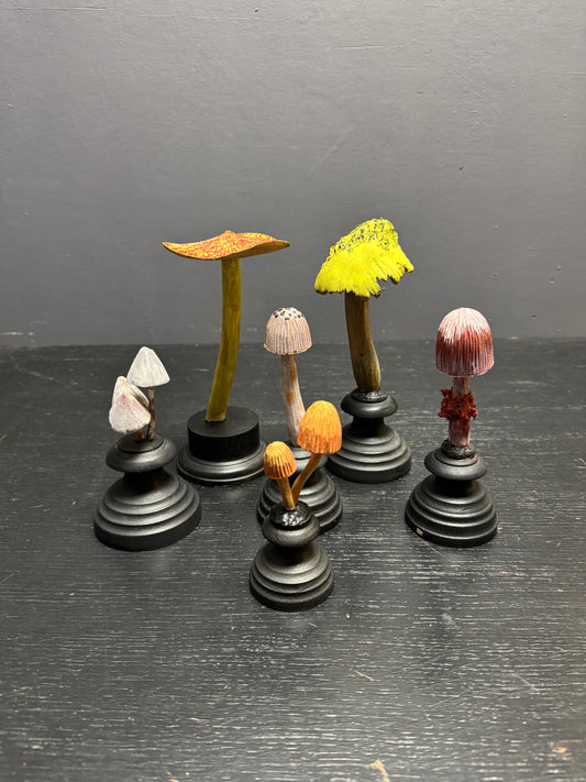 Mycology Early 1900s Hallucinogenic Mushroom / Fungus Specimens