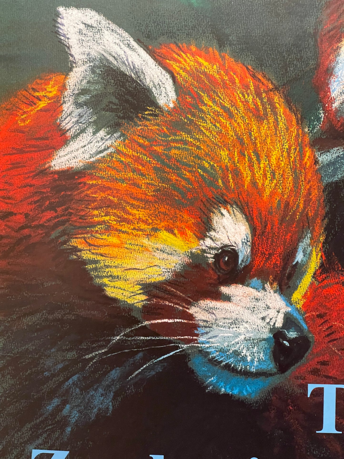 Rare Tierpark Berlin Original Zoo Poster Of Red Pandas By Reiner Zieger