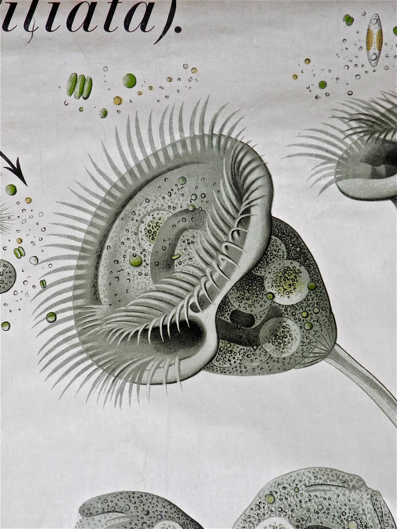 Paul Furtscheller Early 1900's Zoological Poster Of Ciliates