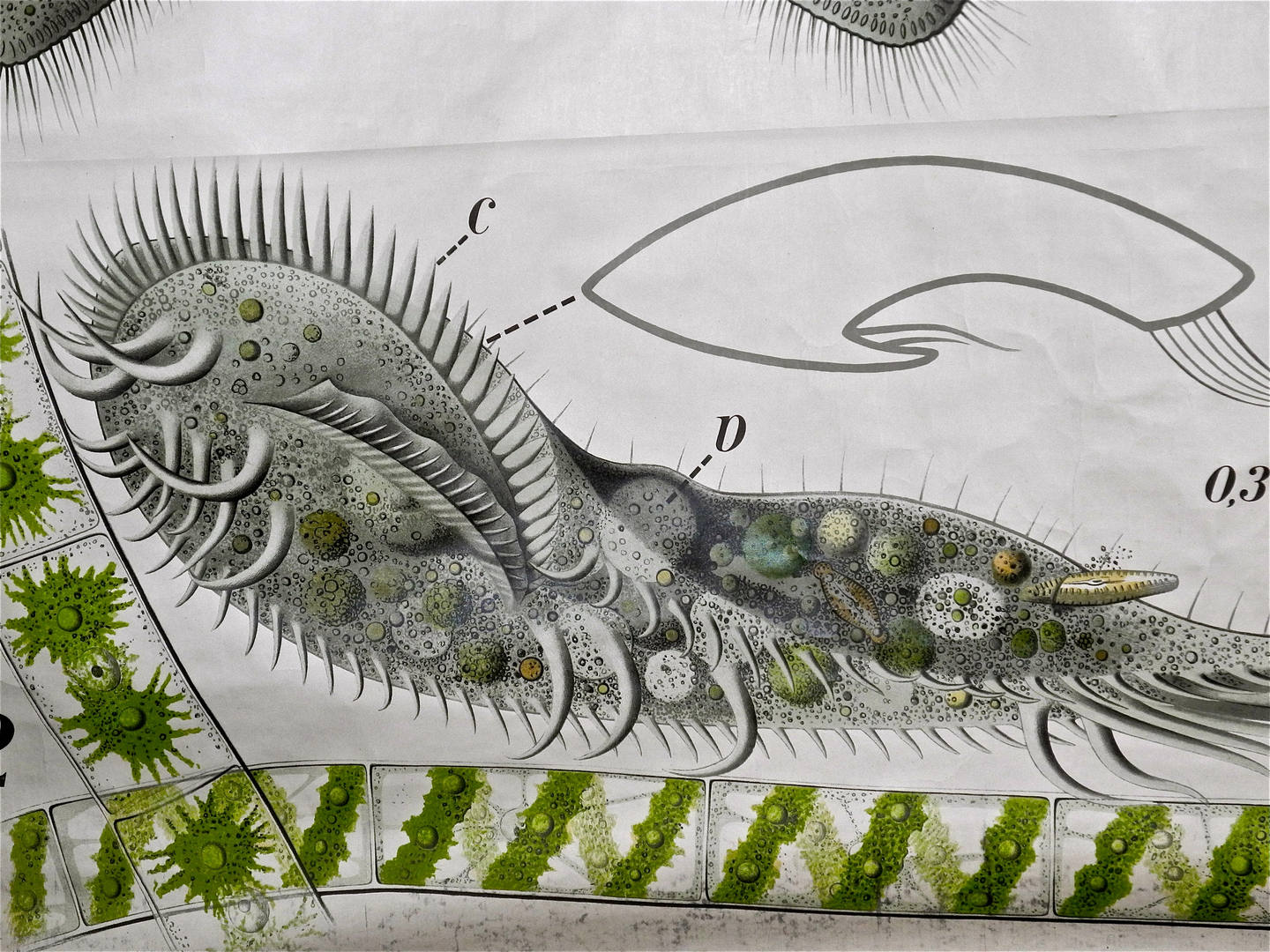 Paul Furtscheller Early 1900's Zoological Poster Of Ciliates