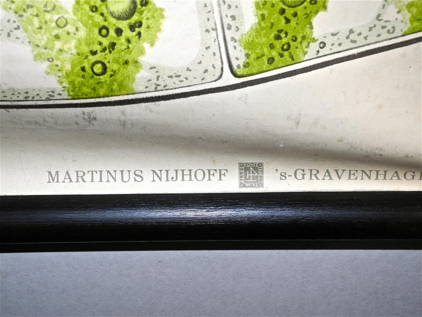 Paul Furtscheller Early 1900's Zoological Poster Of Ciliates