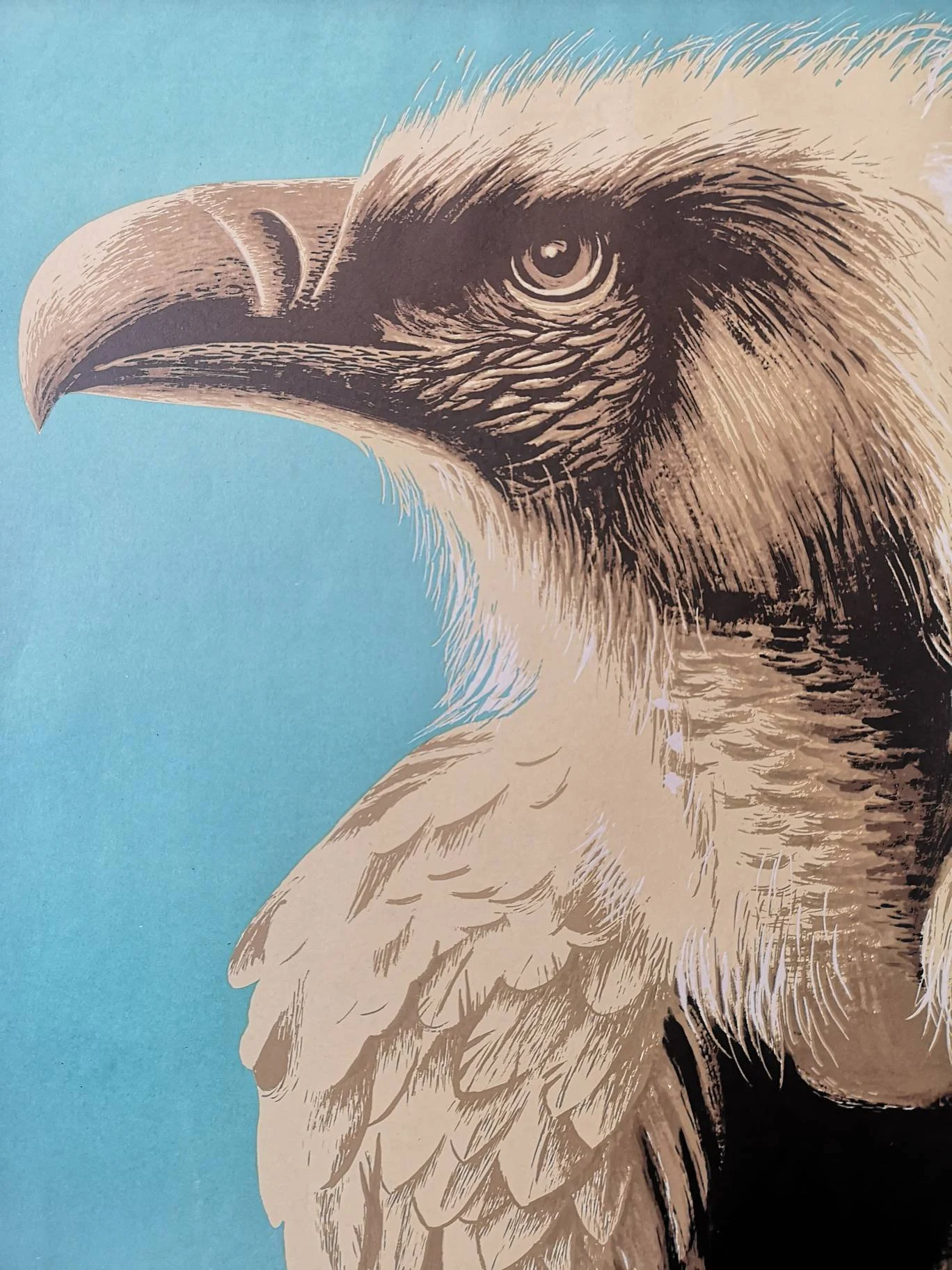 Vintage 1960s Tierpark Berlin Original Zoo Poster Advertising Of A Vulture