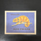 Limited Edition Czech Match Box Art Poster 96 of 240 Zoo Praha Chameleon