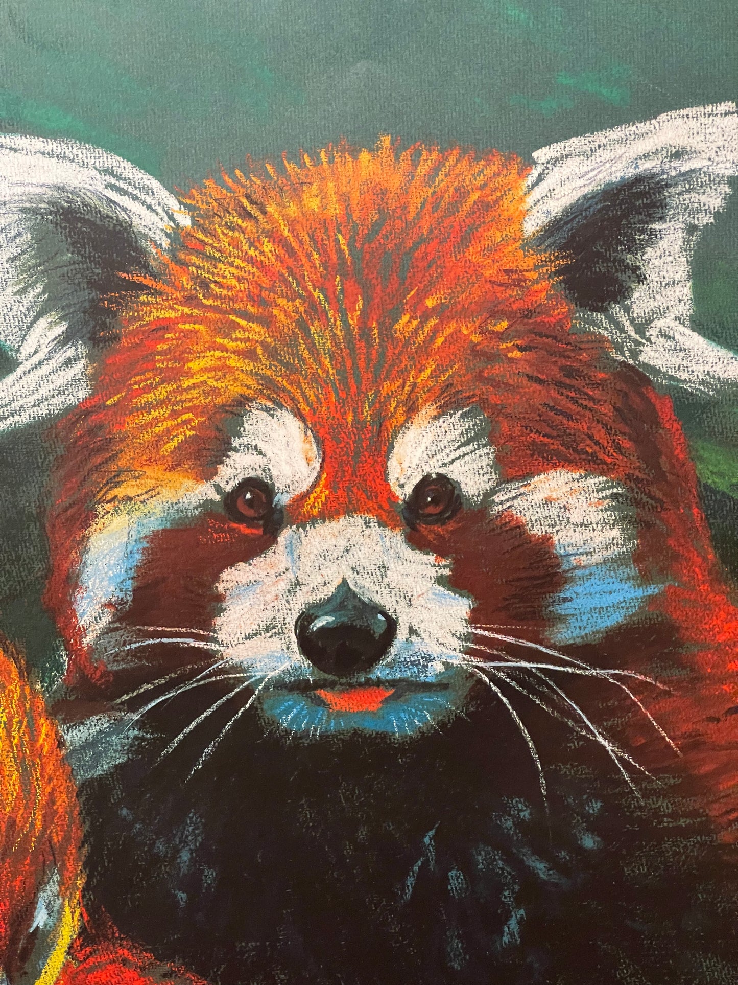 Rare Tierpark Berlin Original Zoo Poster Of Red Pandas By Reiner Zieger