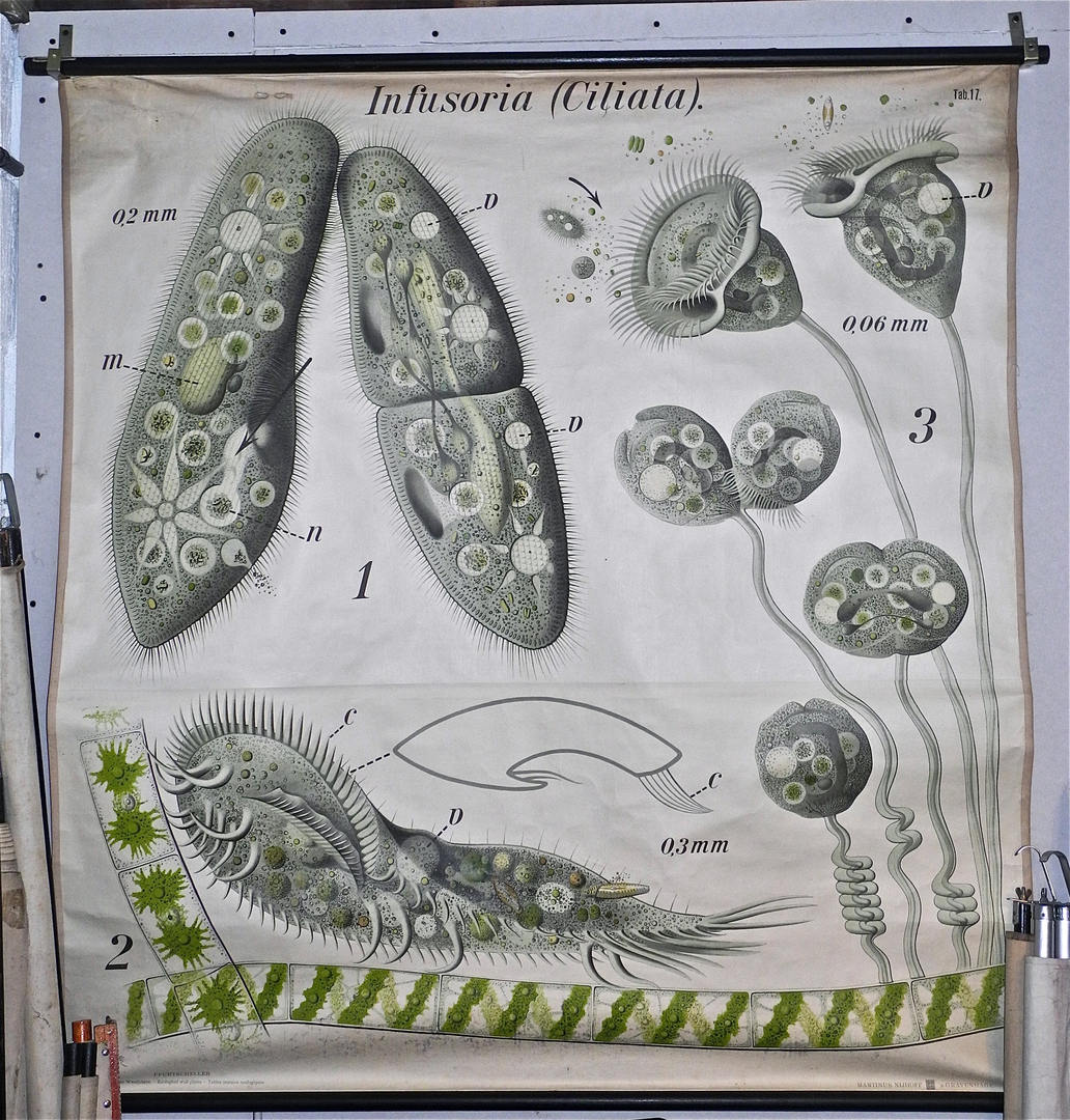 Paul Furtscheller Early 1900's Zoological Poster Of Ciliates