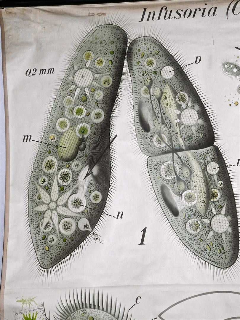 Paul Furtscheller Early 1900's Zoological Poster Of Ciliates