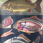 Zoological Educational Wall Chart Of A Carp Fish By Jung Koch Quentell