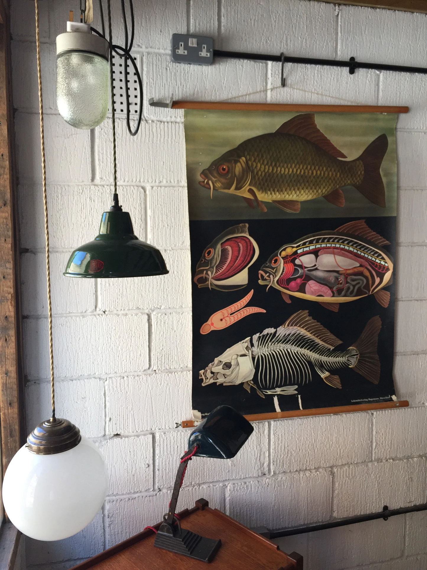 Zoological Educational Wall Chart Of A Carp Fish By Jung Koch Quentell